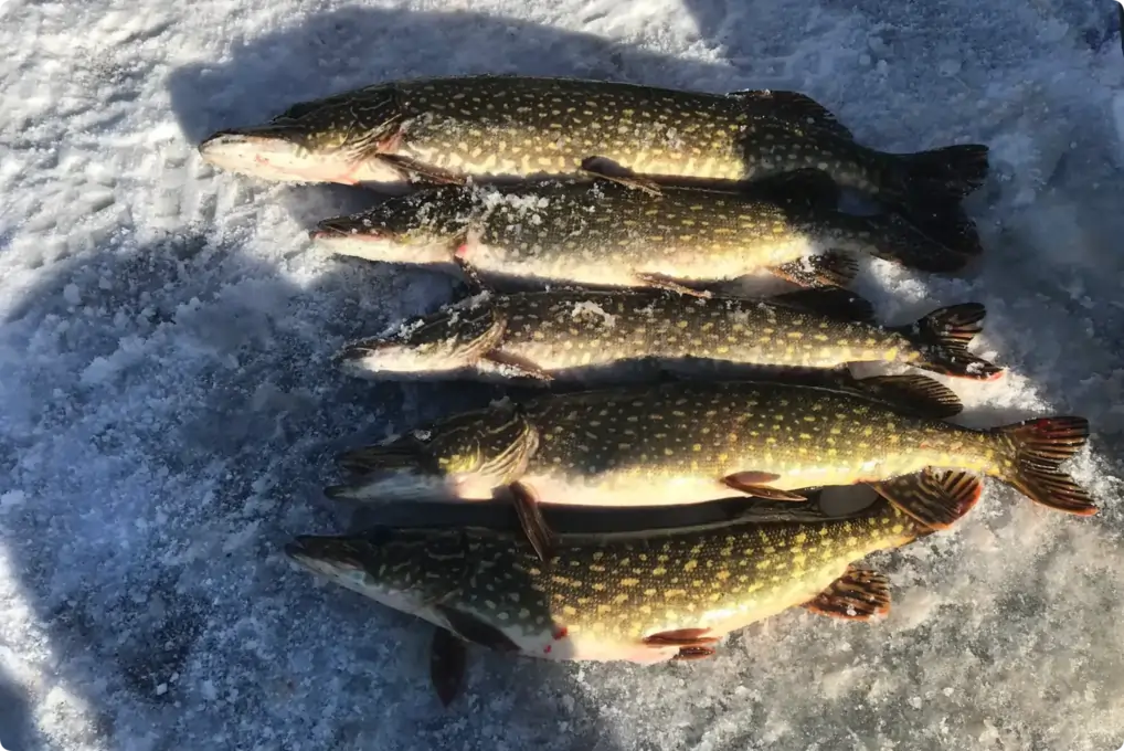 Ice Fishing adventure